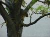 Squirrel in tree