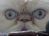 Big eyes