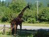 Metal giraffe