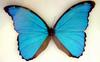 Morpho didius (Blue Morpho Butterfly)
