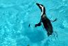 자카스펭귄 Spheniscus demersus (Jackass Penguin)