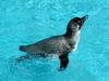 Young Jackass Penguin (Spheniscus demersus)