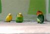 Budgerigars with Fischer's Lovebird