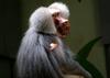 Hamadryas Baboon male (Papio hamadryas)