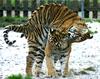 SIBERIAN-TIGERS' DUET (