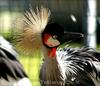 CROWNED-CRANE