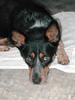 Kosciuzsko Blue Cattle Dog