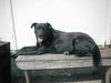 Kilimanjaro Black Labrador Kelpie Cross