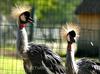 CROWNED-CRANES' DUO