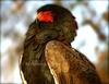 - EAGLE - == bateleur (Terathopius ecaudatus)