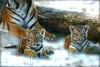 SIBERIAN-TIGERS' DUET (