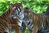 SIBERIAN-TIGERS' DUO (