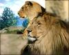 - LIONS' COUPLE (