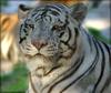 - SIBERIAN WHITE-TIGER (