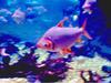 AMAZON FISHES