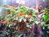 TROPICAL PLANTS