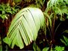 TROPICAL PLANTS