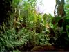 TROPICAL PLANTS