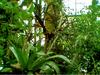 TROPICAL PLANTS