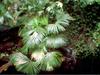 TROPICAL PLANTS