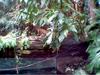 TROPICAL PLANTS