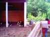 FARM ANIMALS/COWS