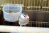 문조 Padda oryzivora (Java Sparrow)