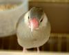 Padda oryzivora (Java Sparrow)