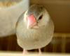 Padda oryzivora (Java Sparrow)