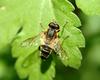 Hoverfly