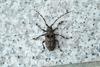 털두꺼비하늘소 Moechotypa diphysis (Hairy Long-horned Toad Beetle)