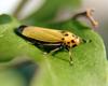 Bothrogonia japonica (Black-tipped leafhopper)