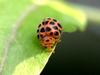 Ladybug or Leafbug