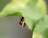Ladybug caterpillar