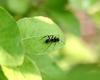 Ant
