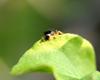 Ladybug caterpillar