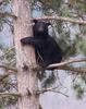 American Black Bear