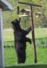 American Black Bear