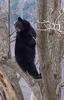 American Black Bear