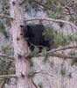 American Black Bear