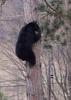 American Black Bear