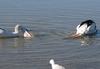 Synchronised Swimming 2 - Australian pelicans