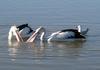 Synchronised Swimming 3 - Australian pelicans