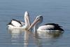 Synchronised Swimming 6 - Australian pelicans