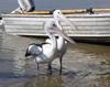 The young ones - Australian pelicans