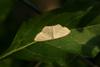 앞노랑애기자나방 Scopula nigropunctata (Sub-angled Wave Moth)