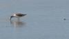 looking for lunch - common greenshank (Tringa nebularia)