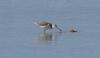 looking for lunch - common greenshank (Tringa nebularia)