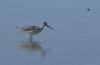 looking for lunch - common greenshank (Tringa nebularia)