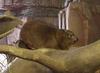 Cape Hyrax